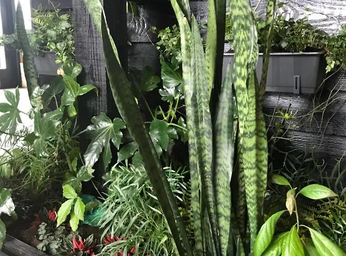 לינה וארוחת בוקר De Tuinschuur